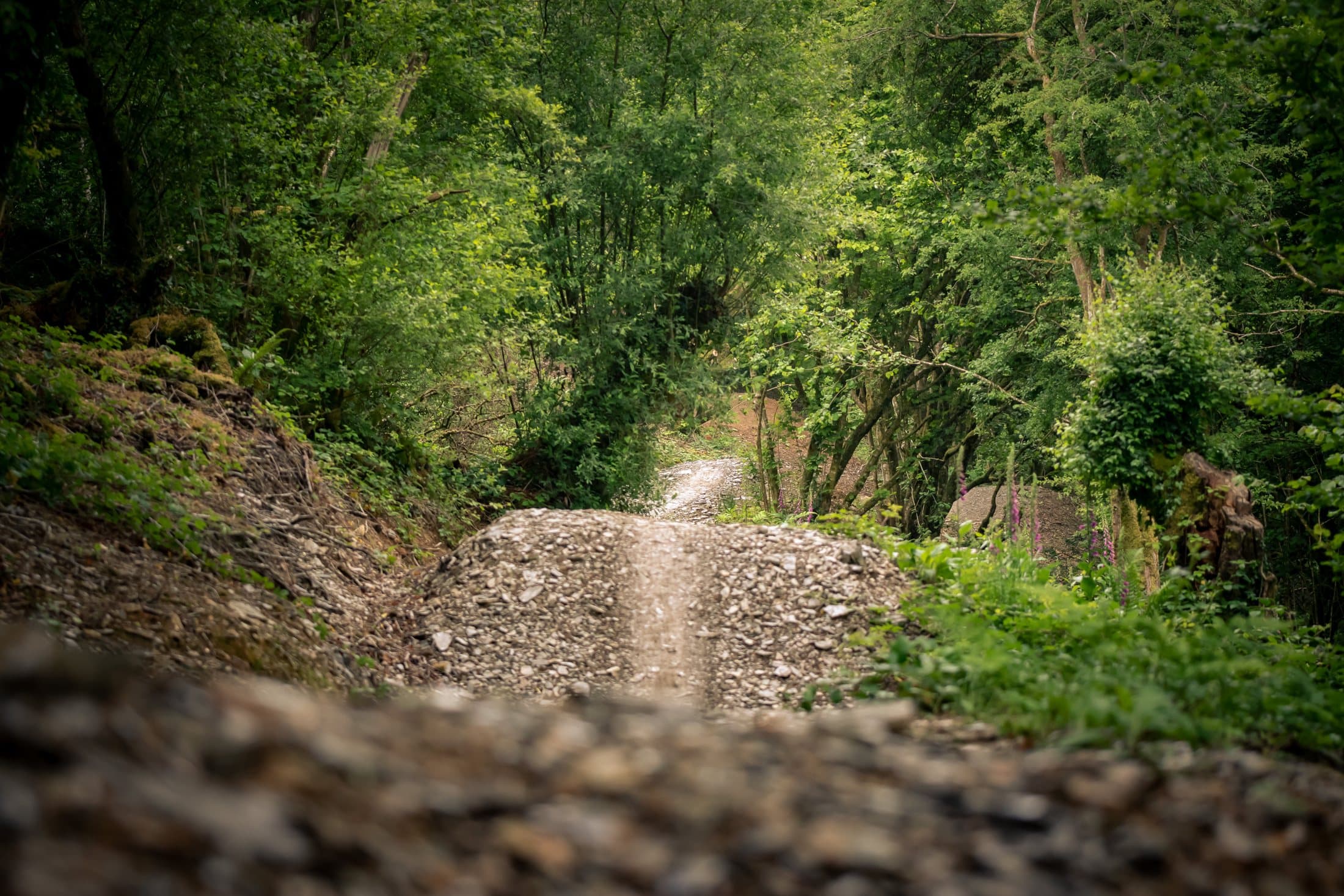 Low angle gravel trail surface receding into the woods