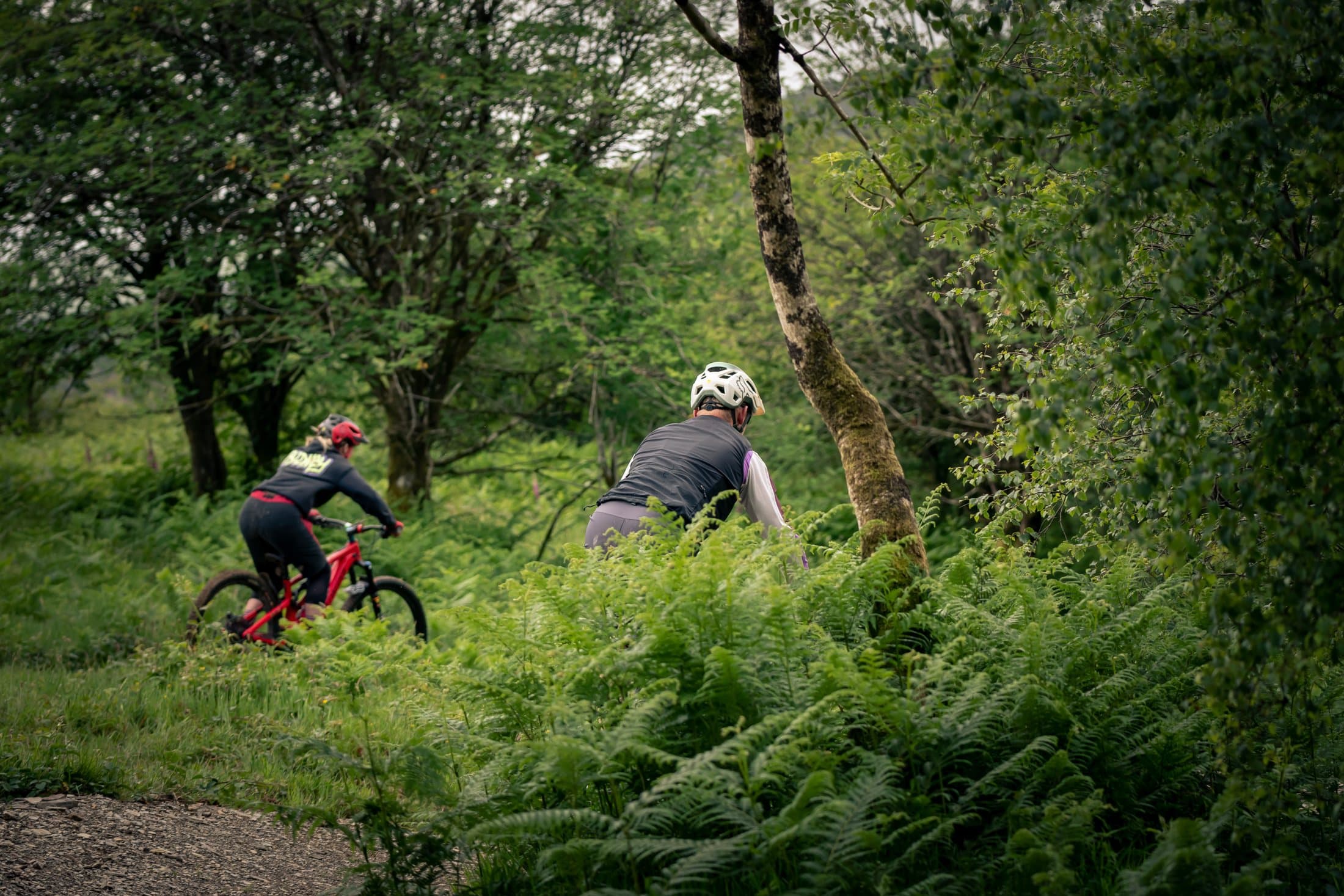 Riders threading through waist-high ferns