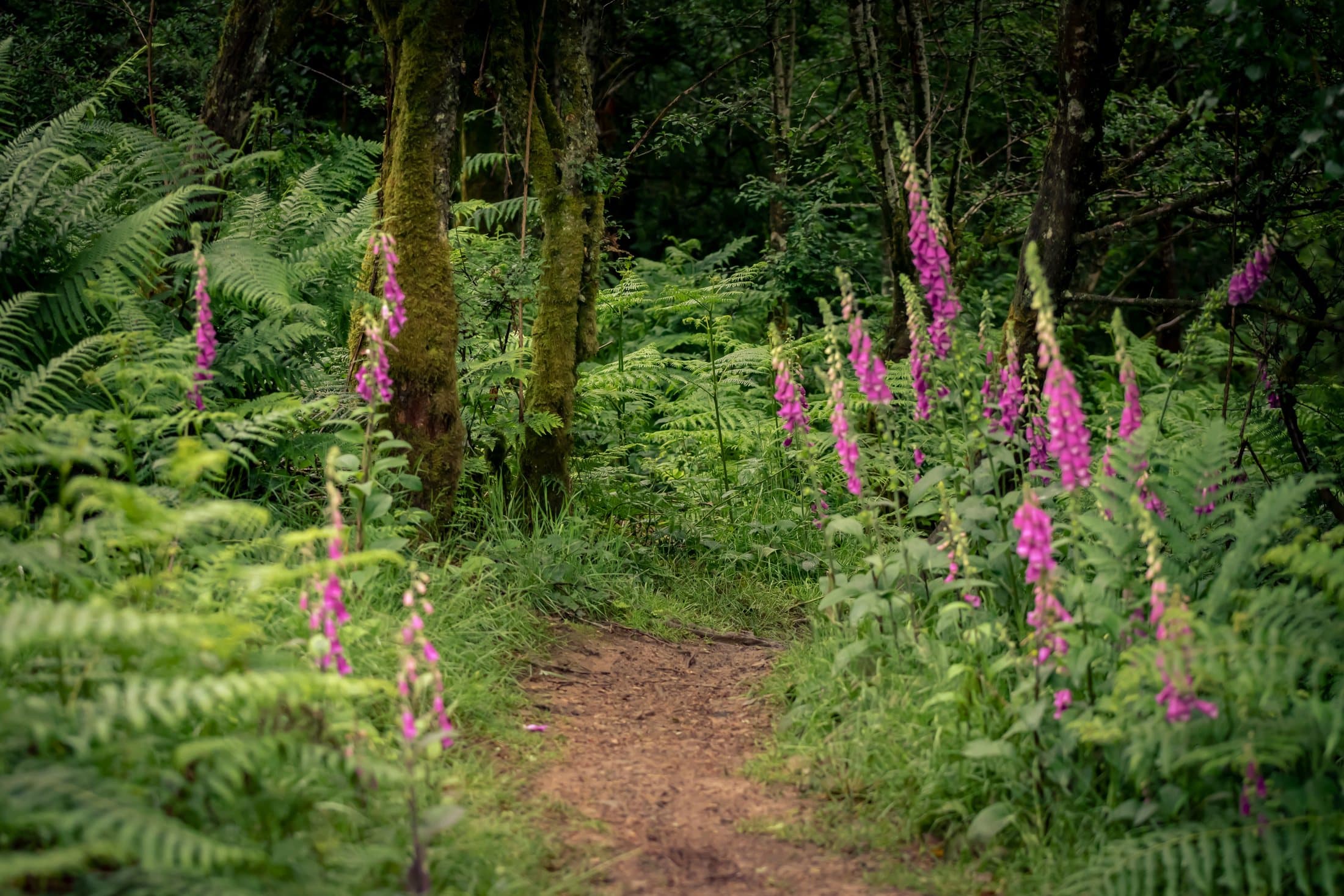 Empty singletrack cutting through foxgloves and ferns
