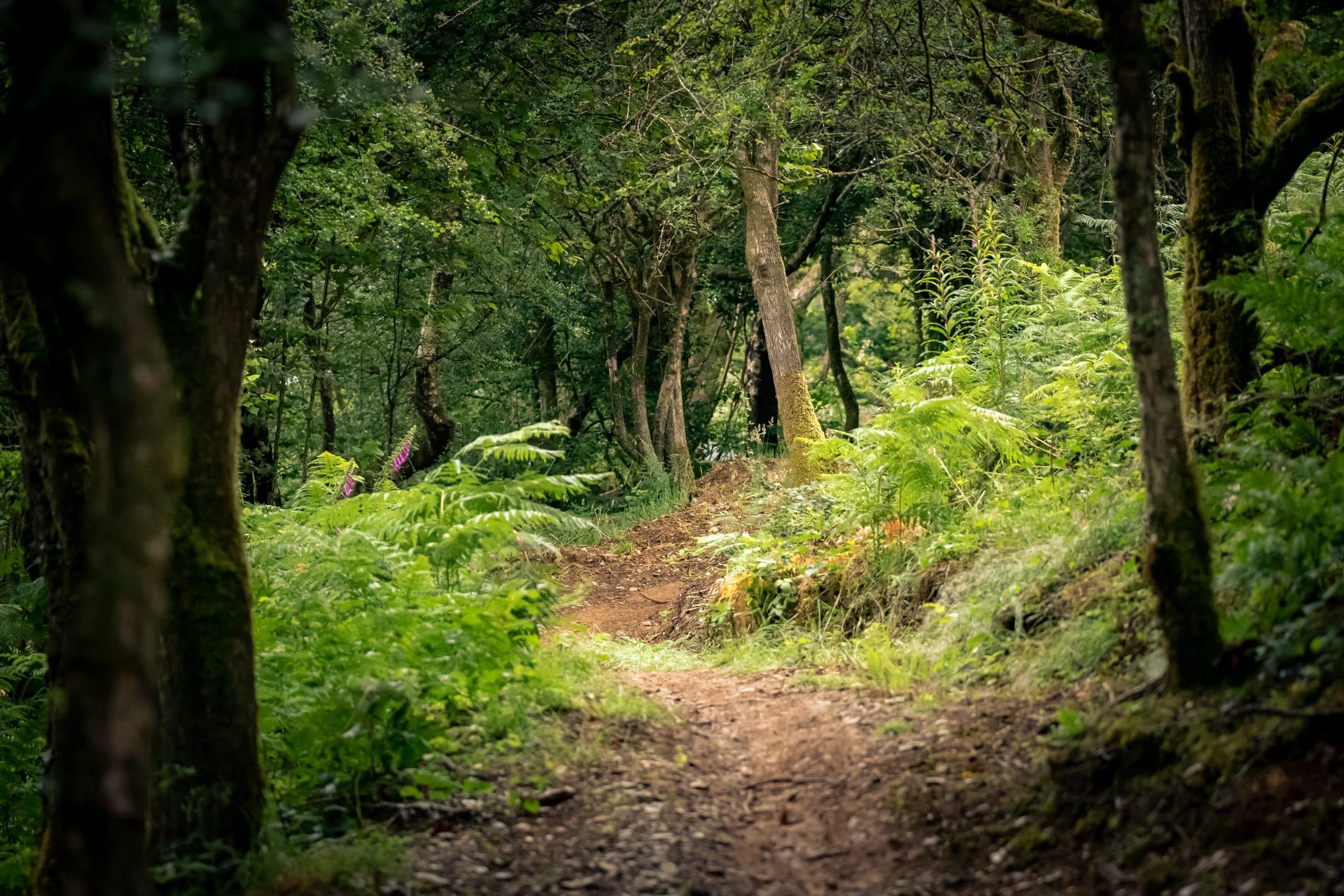 Empty woodland trail, sunlight through the canopy